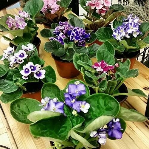Two African Violet Plants Assorted Colors IN BLOOM Indoor 4"Pots Best GIft Yard