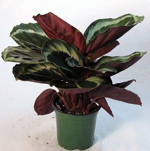 Rose Painted Prayer Live Plant Calathea 6"Pot Indoor Home White Purple Flowers