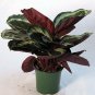 Rose Painted Prayer Live Plant Calathea 6"Pot Indoor Home White Purple Flowers