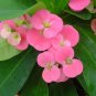 Pink Crown of Thorns Live Plant Euphorbia 5"Pot Indoor Houseplant Flower Outdoor