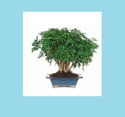 Bonsai Tree Garden Dwarf Hawaian Umbrella Indoor Plant Pot Home Yard Gift 8 Year