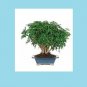 Bonsai Tree Garden Dwarf Hawaian Umbrella Indoor Plant Pot Home Yard Gift 8 Year
