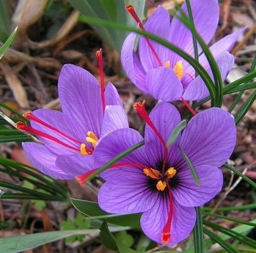 Saffron Crocus 10 Bulbs Rare Spice Fall Blooming Crocus Sativus Best Gift