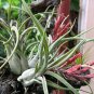 5 Tillandsia Air Plants Live Plant Caput Greek Medusae Outdoor Indoor Best Gift