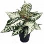 Plant Snow White Zebra Aphelandra Exotic & Unusual House Plant 4"Pot Best Gift