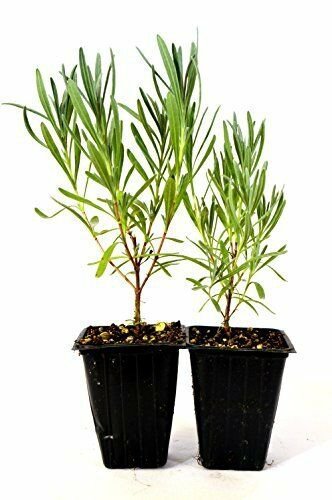 Provence French Lavender 2 Pack Aromatic Live Plant Pot Garden Outdoor Indoor