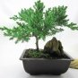 Bonsai Juniper Live Tree Mountains Plant Zen Hooseplan Best Gift Yard Indoor