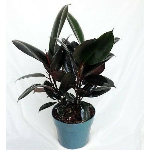 Burgundy Rubber Tree Plant Indoor Houseplant Ficus Easy to Grow 4" Pot Best Gift