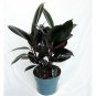 Burgundy Rubber Tree Plant Indoor Houseplant Ficus Easy to Grow 4" Pot Best Gift