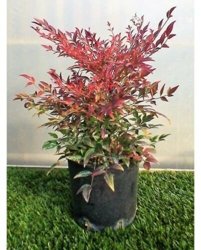 Gulf Stream Nandina (Heavenly Bamboo) Live Plant