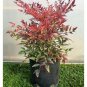 Gulf Stream Nandina (Heavenly Bamboo) Live Plant