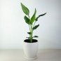 BIRD OF PARADISE LIVE PLANT