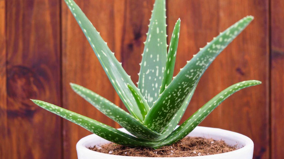 aloe vera plant