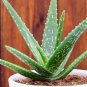 aloe vera plant