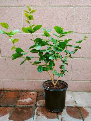 Jasmine (triple bloomer) Live Plants