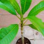 ROOTED PLUMERIA PLANT (Cotton Candy) PINK