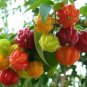Surinam (pitanga) Cherry Tropical Live Plants