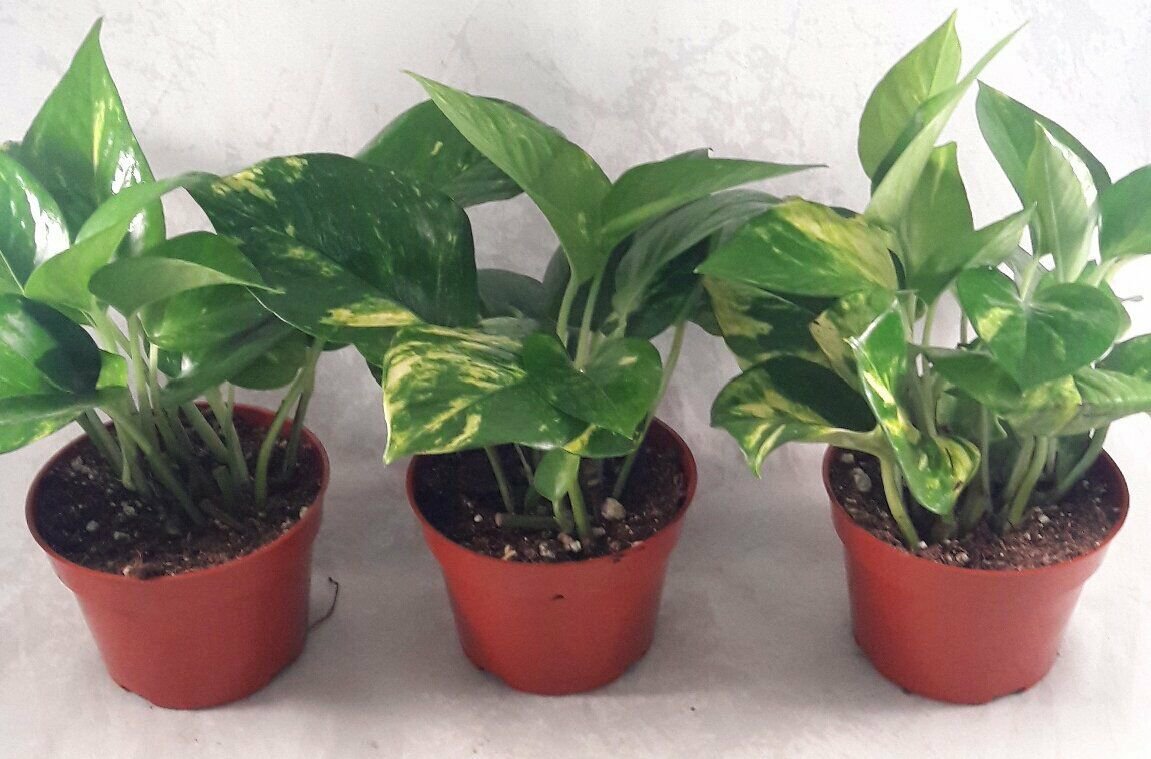 Plants 3 Golden Devils Ivy Pothos 4" Pot Indoor Office Home Live Plant