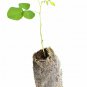 12 Black Locust Trees Robinia Pseudoacacia Starter Plugs Live Tree Plants