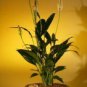 Bonsai Pot Flowering Peace Lily Live Plant Tree Spathiphyllum Flower Indoor Home