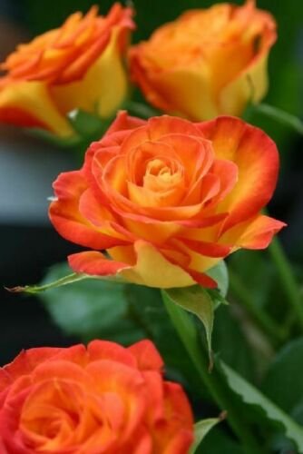 Hybrid Tea Rio Samba Rose Live Plants (Orange and yellow flower)