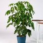 Dwarf Umbrella Tree / Schefflera Live plants