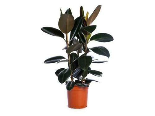 Burgundy Rubber Live Plant