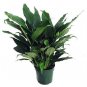 Peace Lily Plant Flowers Spathyphyllium Great Live House Plant 6"Pot Indoor Yard Live Plant