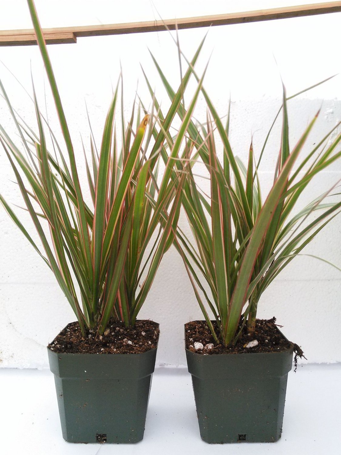 Dragon Tree Houseplant Two Strong Plant Dracaena Marginata Colorama 4'' Pot Yard