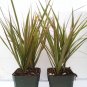 Dragon Tree Houseplant Two Strong Plant Dracaena Marginata Colorama 4'' Pot Yard