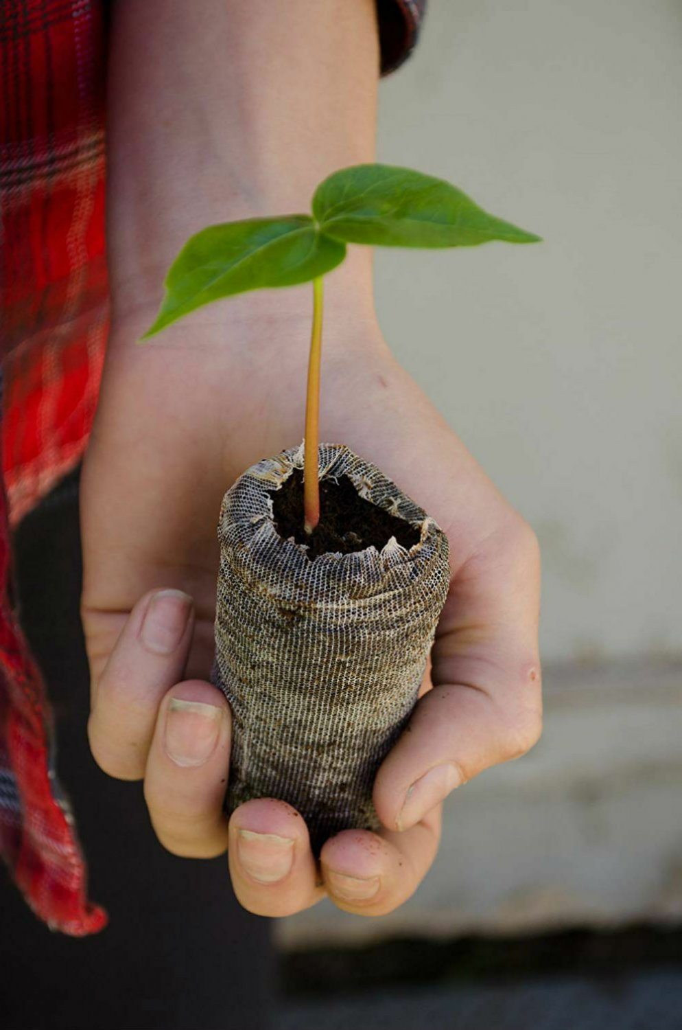 3 Silk Floss Trees Live Starter Plants Small Ceiba Speciosa 2" - 4" inches Live Plant