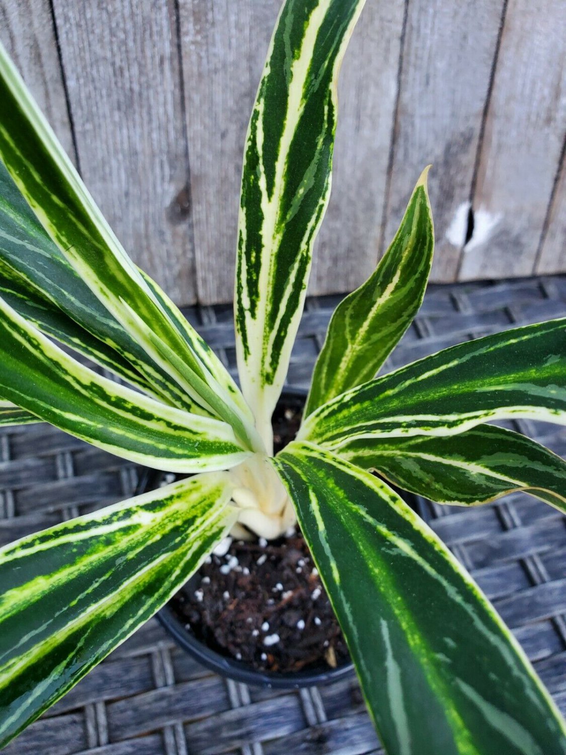 Aglaonema White Stem Cutlass, Evergreen Gorgeous Houseplant