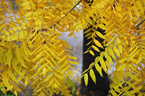 Live Plant - Black Walnut tree native quart pot (permsimon)