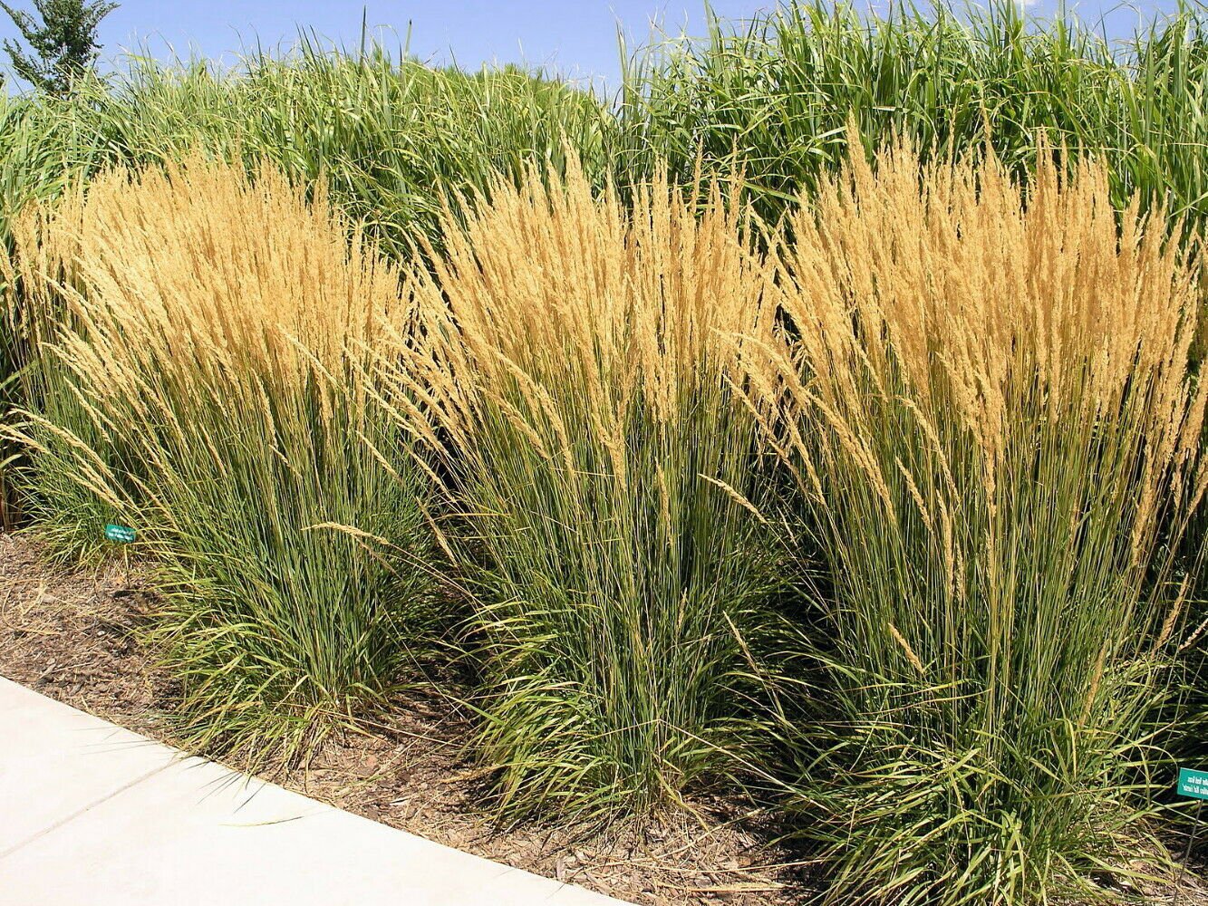Karl Foerster Feather Reed Grass - 3" Pot - Calamagrostis