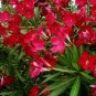 Red Oleander Live Plant 5 to 7 inches tall
