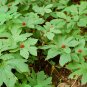 GOLDEN SEAL 40 roots Hydrastis Canadensis