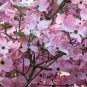 Live Plant Pink Dogwood tree 8-12" tall 2 1/2" pot