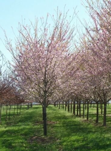Autumnalis Flowering Cherry Tree 2 plants