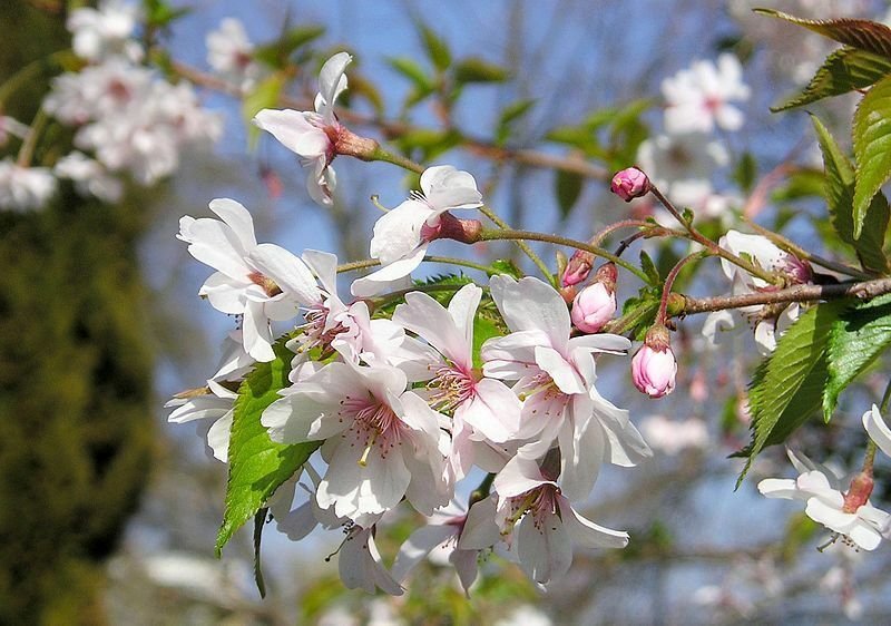 Autumnalis Flowering Cherry Tree