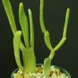 SUCCULENT PLANTS - Euphorbia Enterophora ssp. Crassa rare succulent plant exotic cactus garden 4"