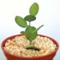 SUCCULENT PLANTS - Xerosicyos danguyi, rare succulent plant cactus vine 4"