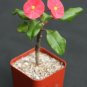 SUCCULENT PLANTS - Euphorbia geroldii exotic rare monadenium cacti caudex indoor aloe bonsai 2" pot