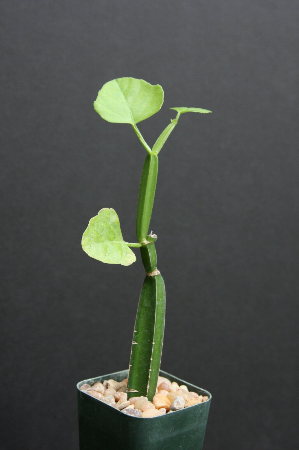 SUCCULENT PLANTS - Cissus quadrangularis exotic rare succulent plant vine climber square stem 2"pot