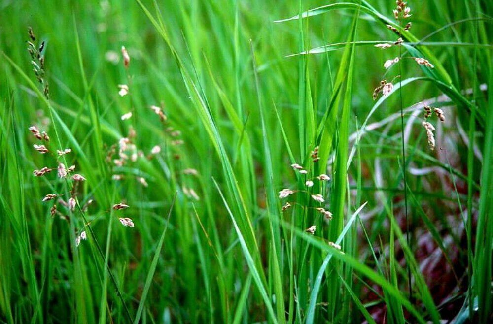 Sweet Grass For Cats - Hierochloe oderata - Sacred - 3" Pot