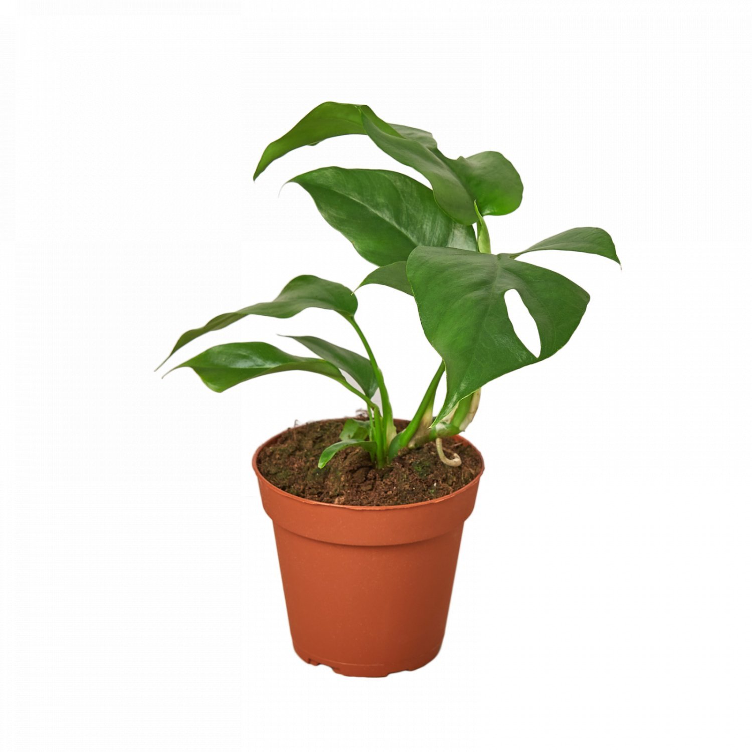 Philodendron Mini Monstera Minima - 4" Pot