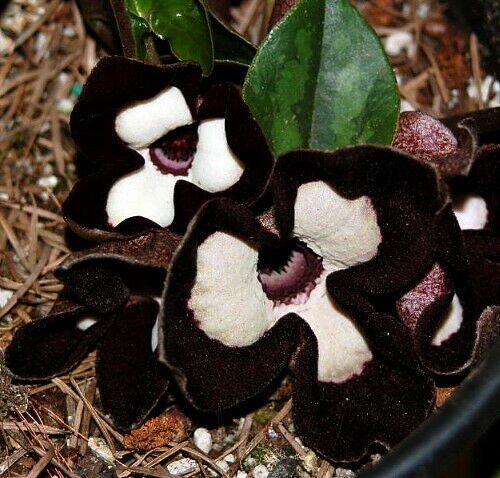 Panda Face Ling Ling Ginger - Asarum splendens - Wildflower - 2.5" Pot