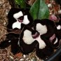 Panda Face Ling Ling Ginger - Asarum splendens - Wildflower - 2.5" Pot