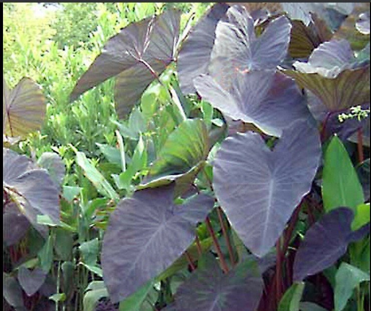 Black Magic Elephant Ear Live Plant - Colocasia esculenta
