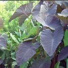 Black Magic Elephant Ear Live Plant - Colocasia esculenta
