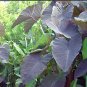 Black Magic Elephant Ear Live Plant - Colocasia esculenta